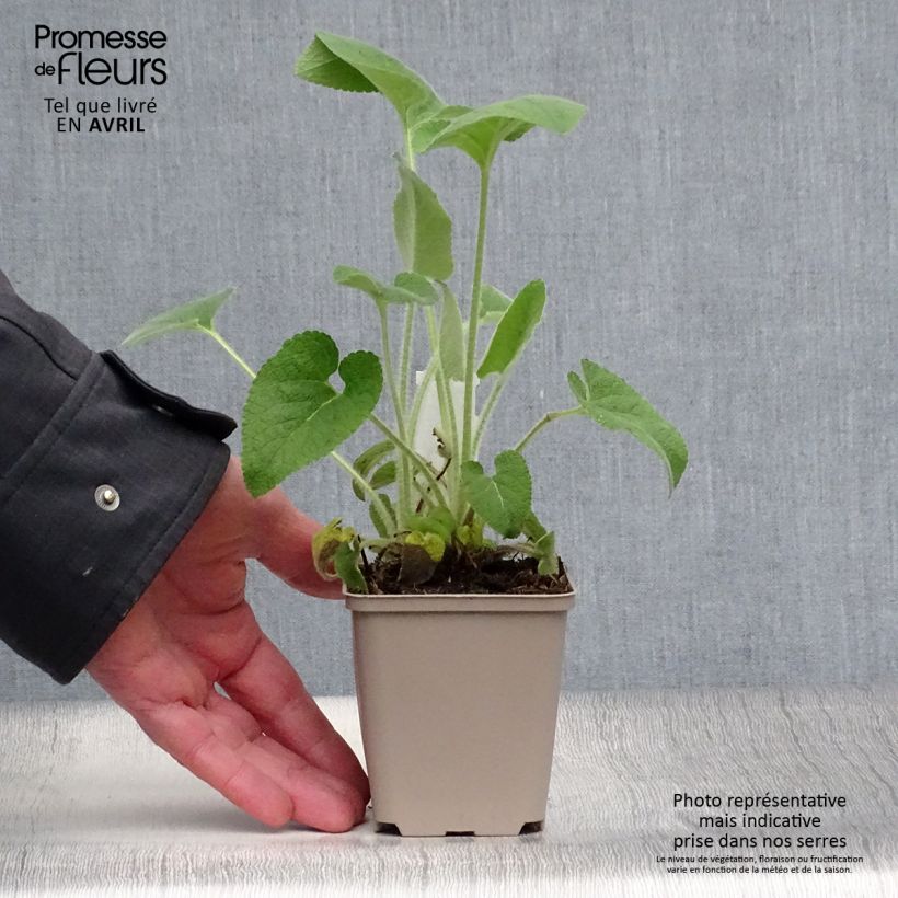 Example of Phlomis samia Vasetto da 8/9 cm as you get in printemps