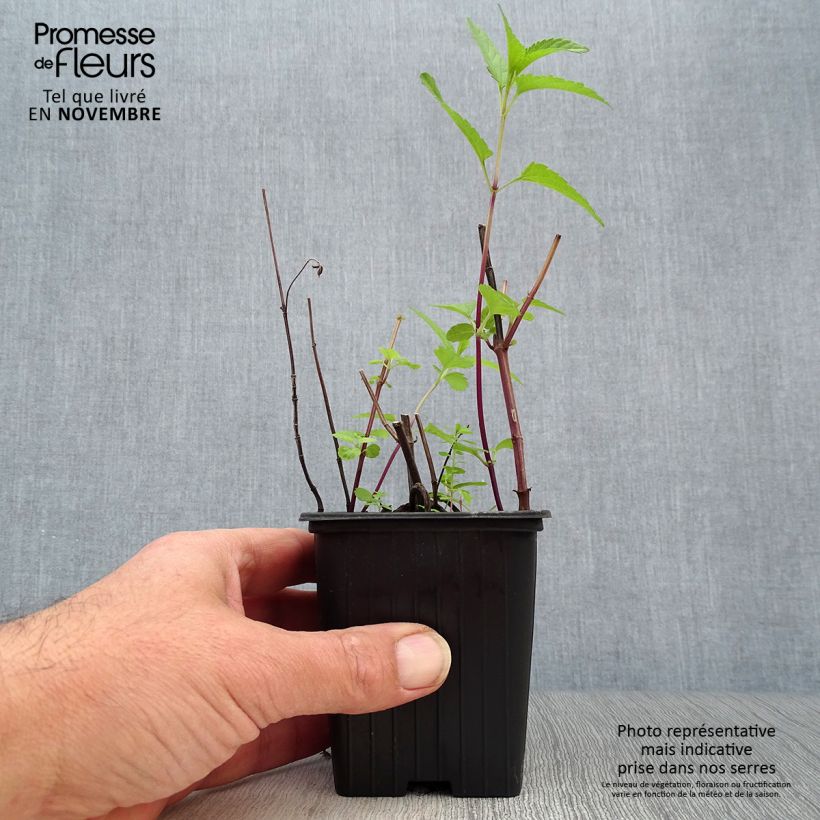 Esemplare di Salvia uliginosa - Salvia delle paludi Vasetto da 7/8 cm come consegnato in autunno