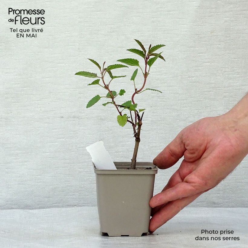 Salvia uliginosa - Salvia delle paludi Vasetto da 7/8 cm esemplare consegnato in primavera