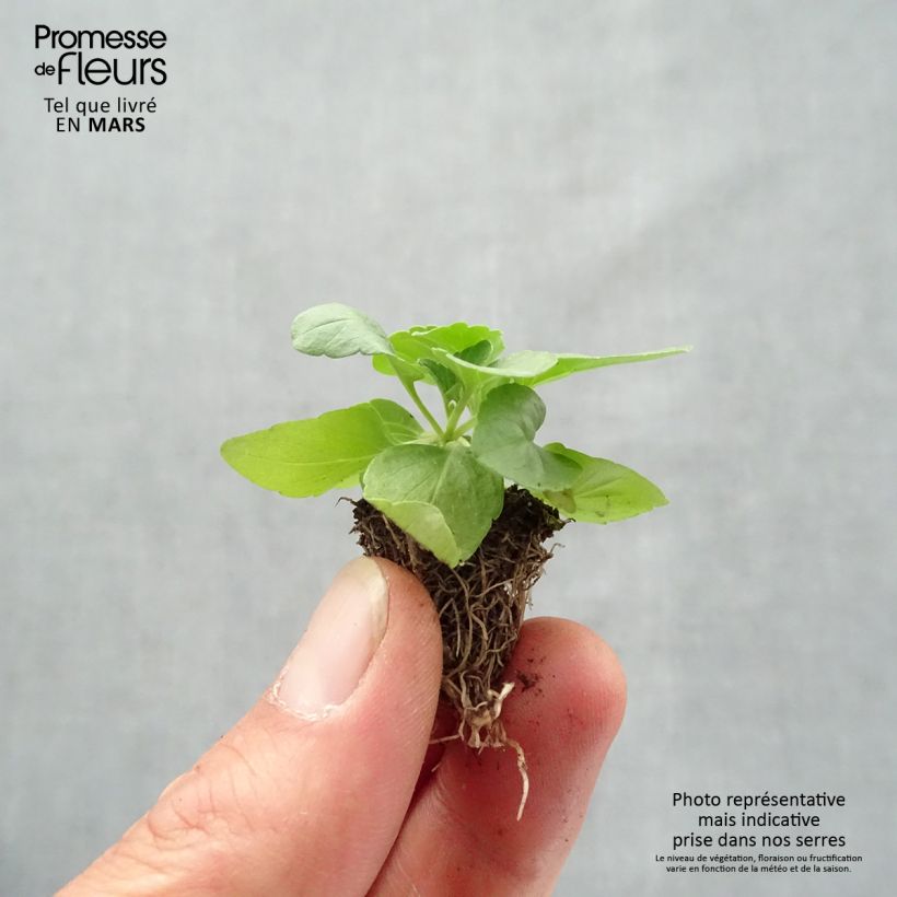 Salvia farinacea Saga bleue Jardimotte: zolla da 3,8 cm x 3,2 cm in vassoio da 16 pezzi. esemplare consegnato in primavera