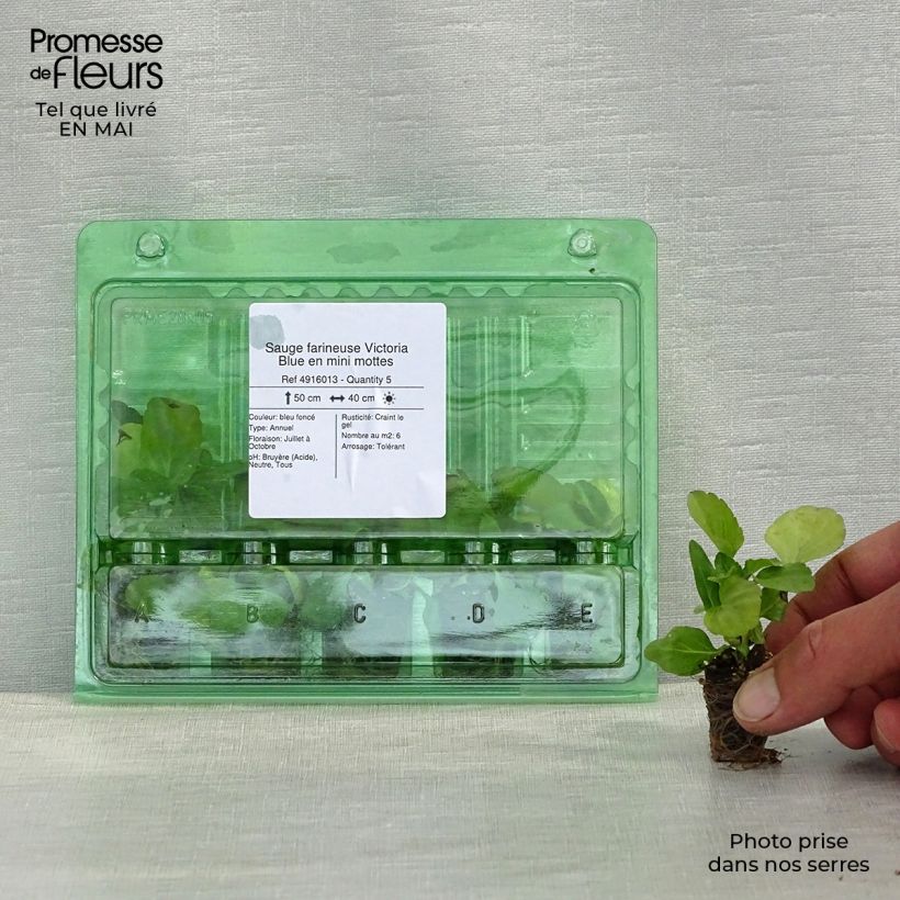 Salvia farinacea Victoria Blue mini zolla... esemplare consegnato in primavera