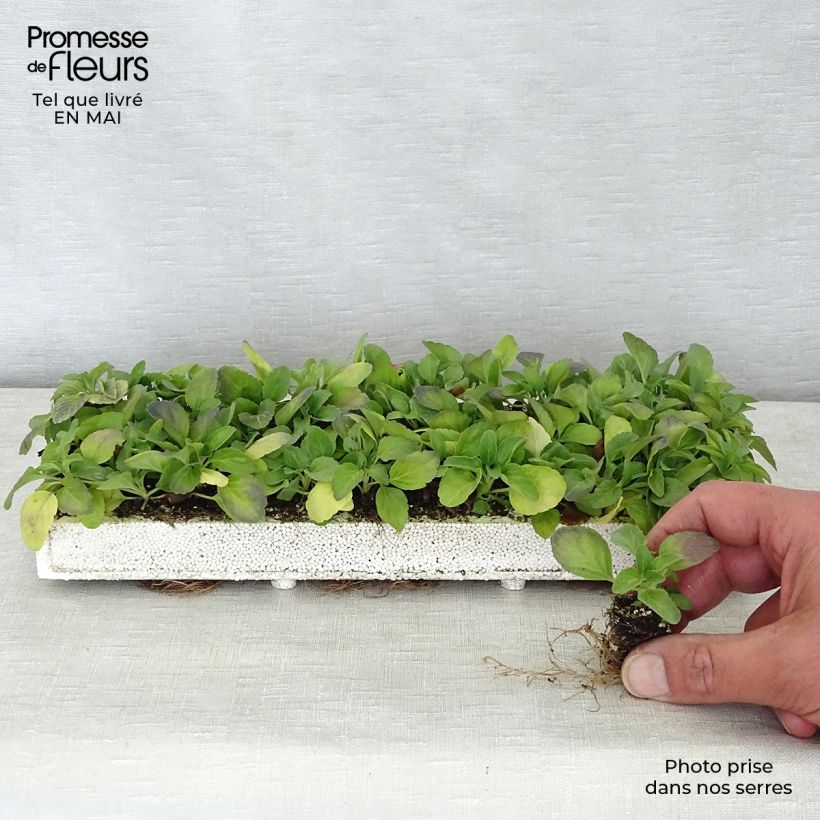 Salvia farinacea Victoria Blue Mini zolla: zolla da 2,2 cm x 2 cm in vassoio di coltivazione da 35 pezzi esemplare consegnato in primavera