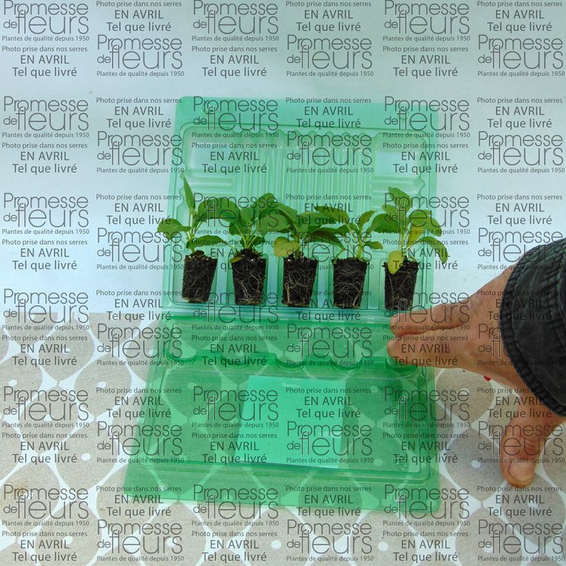 Example of Salvia farinacea Cirrus mini zolla... as you get