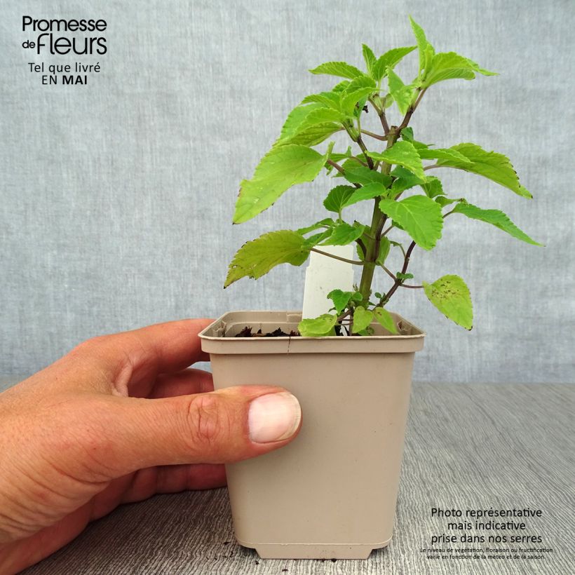 Salvia guaranitica Amistad violet Vasetto da 8/9 cm esemplare consegnato in primavera