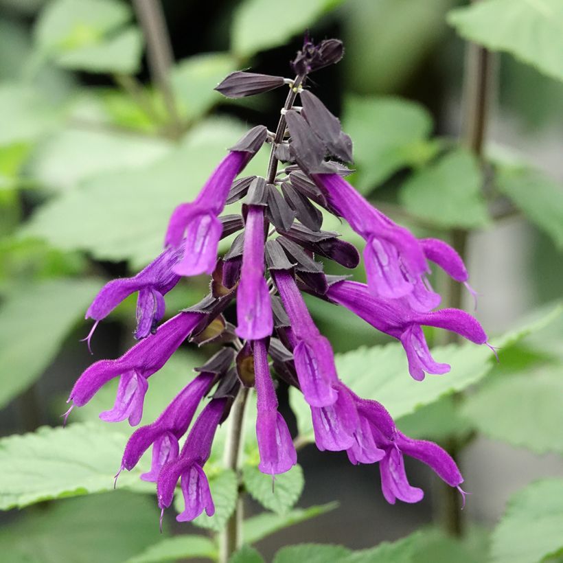 Salvia guaranitica Amistad violet (Fioritura)