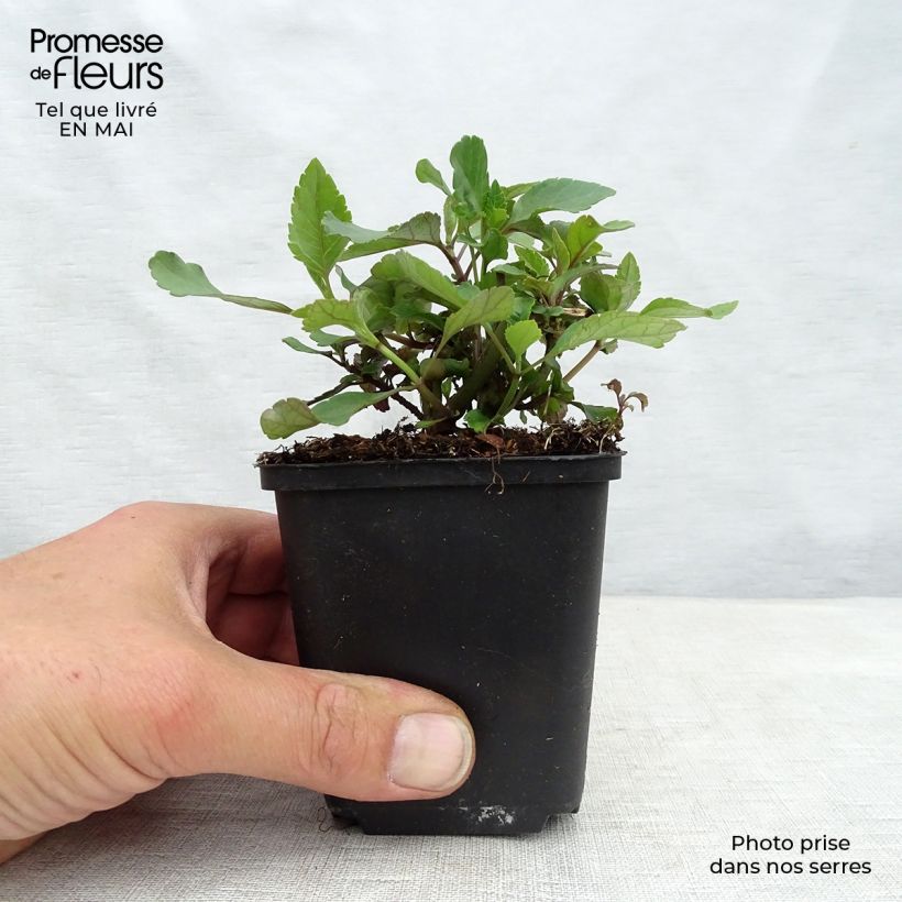 Example of Salvia Ember's Wish Vasetto da 8/9 cm as you get in printemps