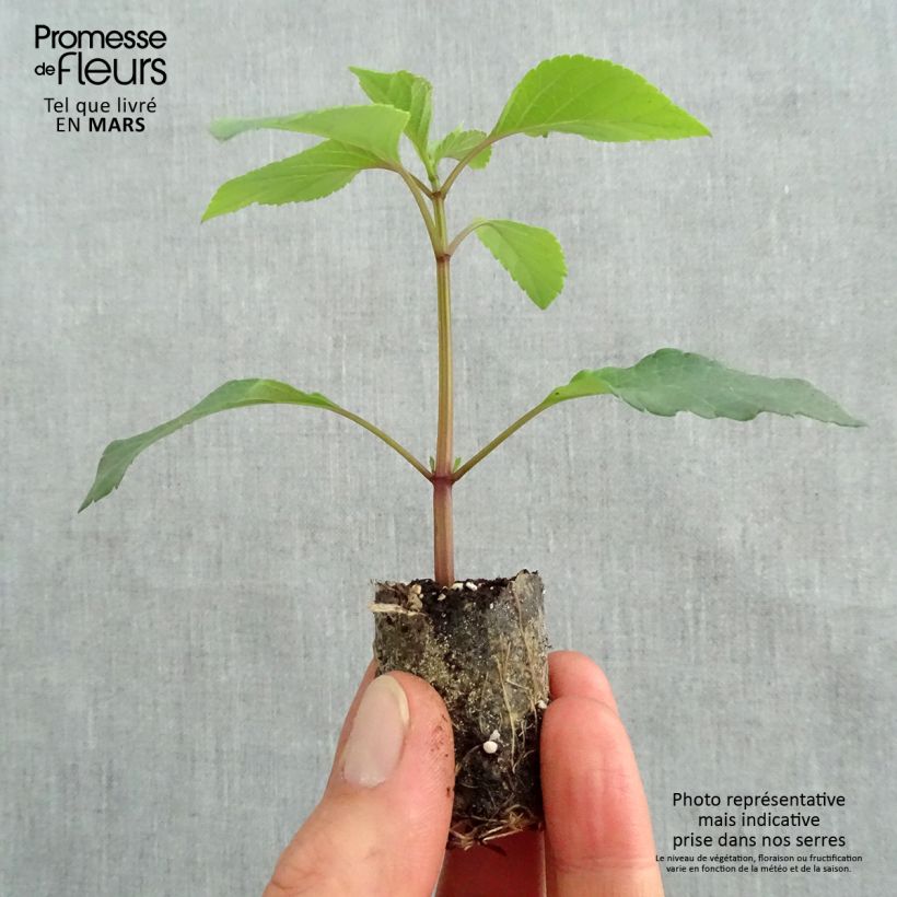 Example of Salvia Ember's Wish mini zolla... as you get in printemps