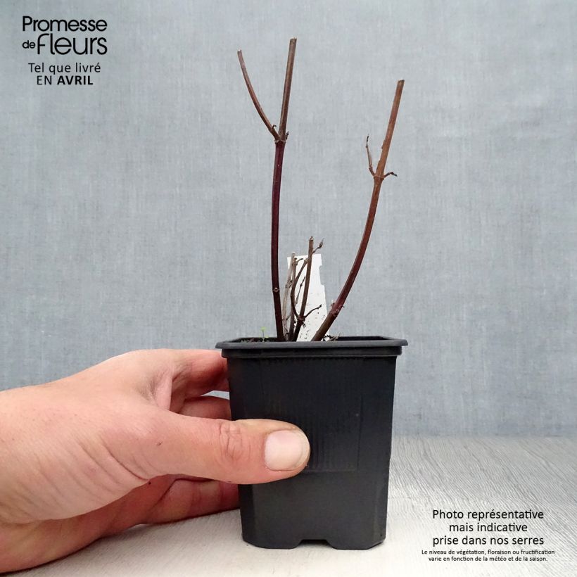 Salvia buchananii Love and Wishes Vasetto da 8/9 cm esemplare consegnato in primavera