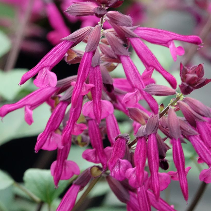 Salvia buchananii Love and Wishes (Fioritura)