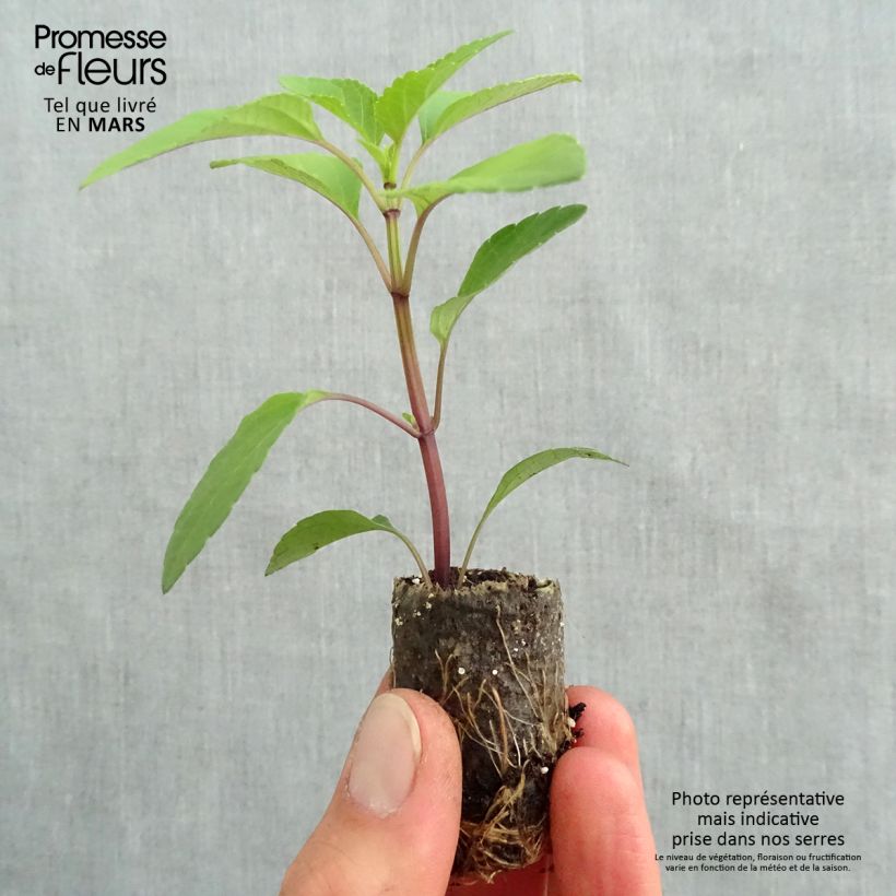 Salvia buchananii Love and Wishes mini zolla... esemplare consegnato in primavera