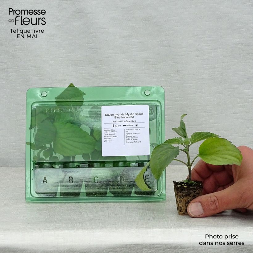 Salvia farinacea Mystic Spires Blue Improved mini zolla... esemplare consegnato in primavera