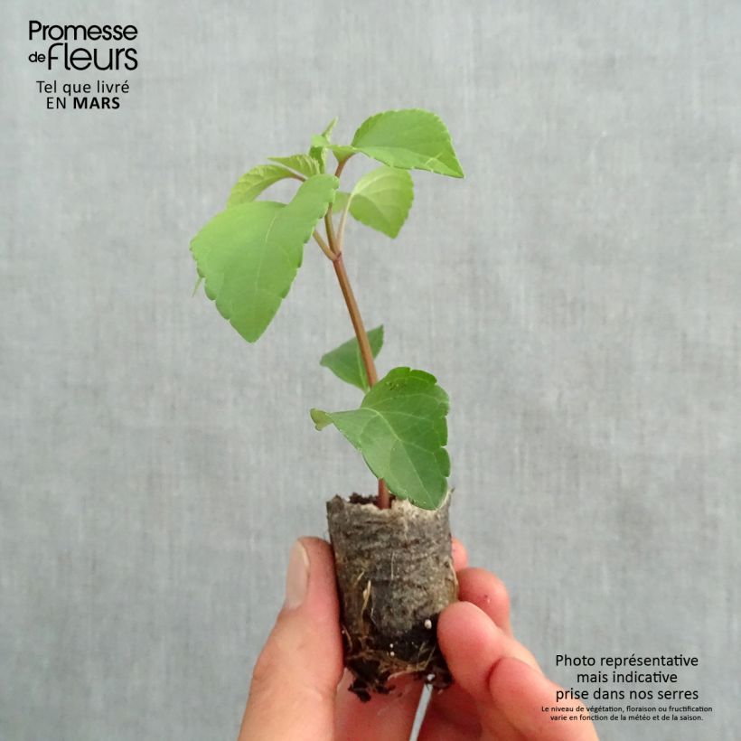 Salvia Wendy's Wish - Salvia arbustiva mini zolla... esemplare consegnato in primavera