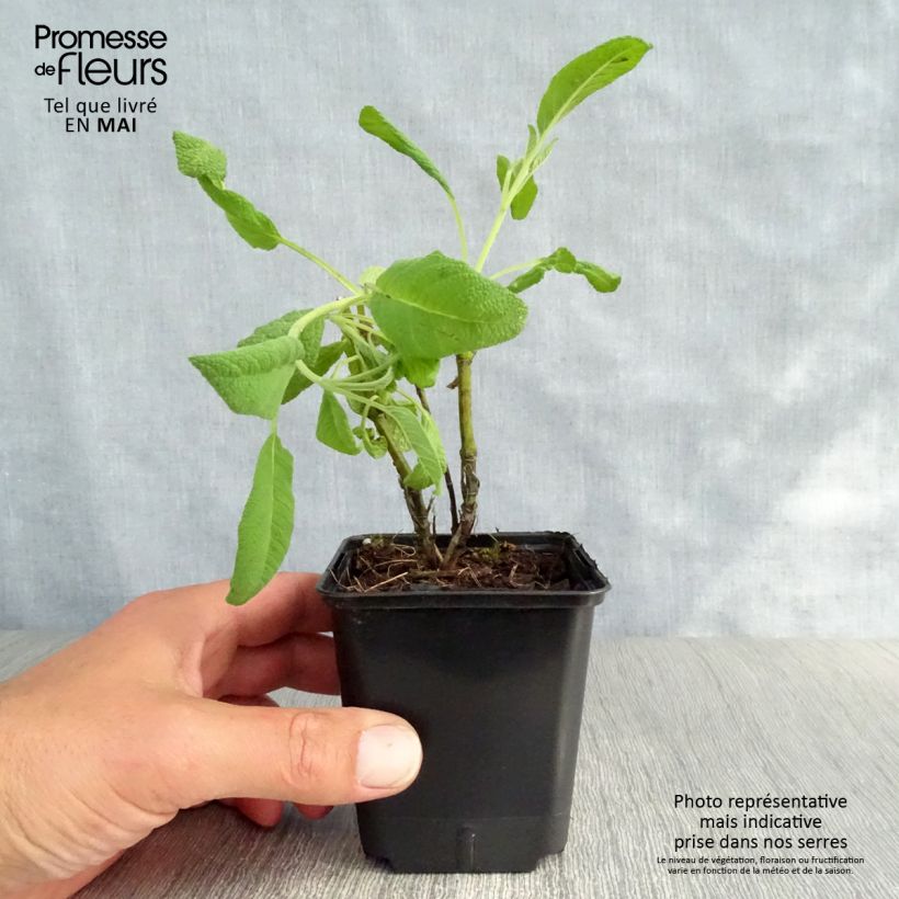 Salvia officinalis Albiflora - Salvia comune Vasetto da 8/9 cm esemplare consegnato in primavera