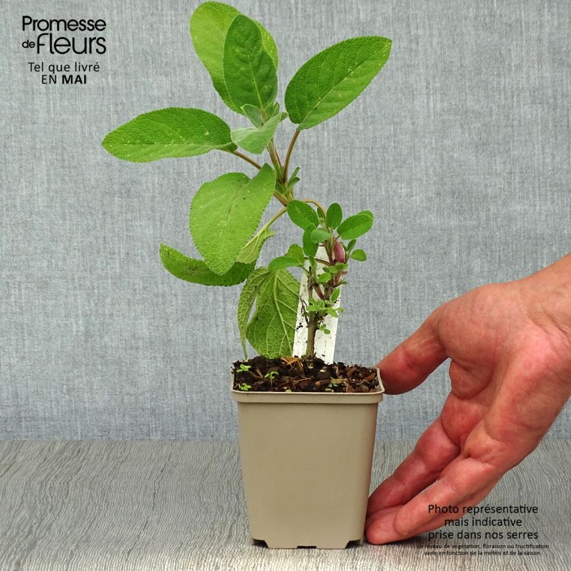 Example of Salvia officinalis Berggarten - Salvia comune Vasetto da 8/9 cm as you get in printemps