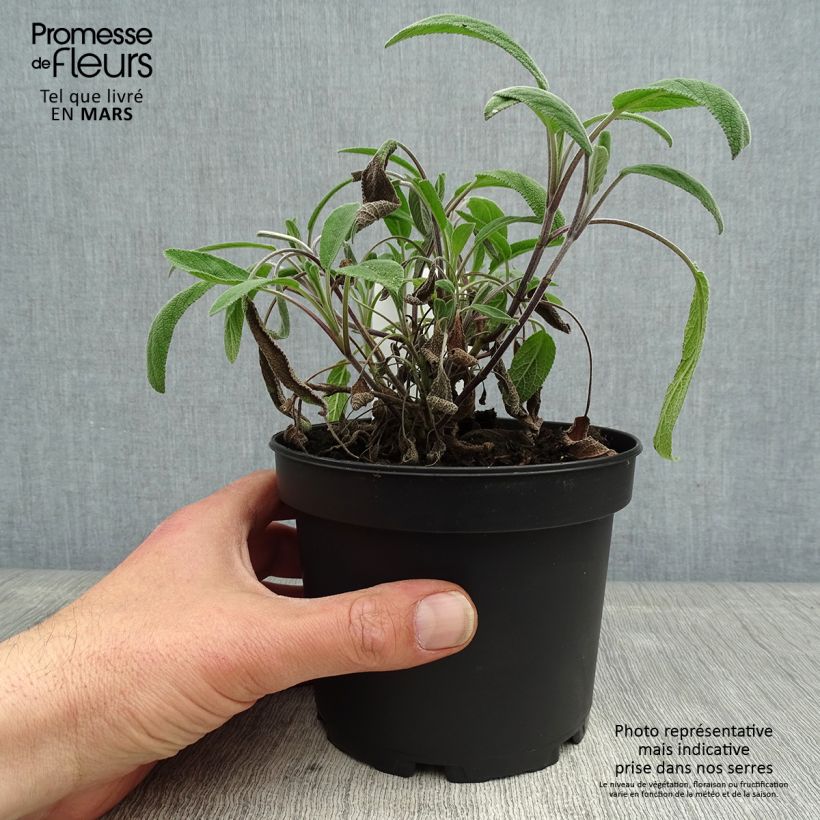 Salvia officinalis Elephant Ear - Salvia comune Vaso da 1,5L/2L esemplare consegnato in primavera