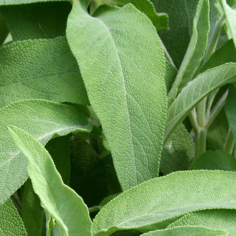 Salvia officinalis Elephant Ear - Salvia comune (Fogliame)