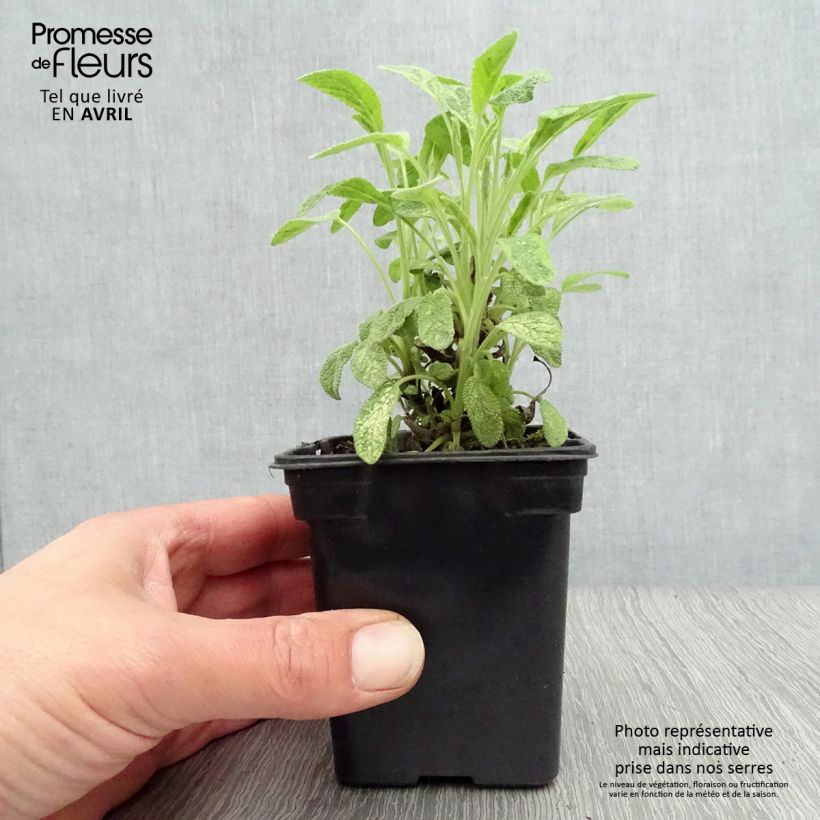 Example of Salvia officinalis Aurea - Salvia comune Vasetto da 7/8 cm as you get in printemps
