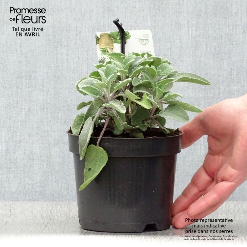 Example of Salvia officinalis Maxima - Salvia comune Vaso da 1,5L/2L as you get in printemps