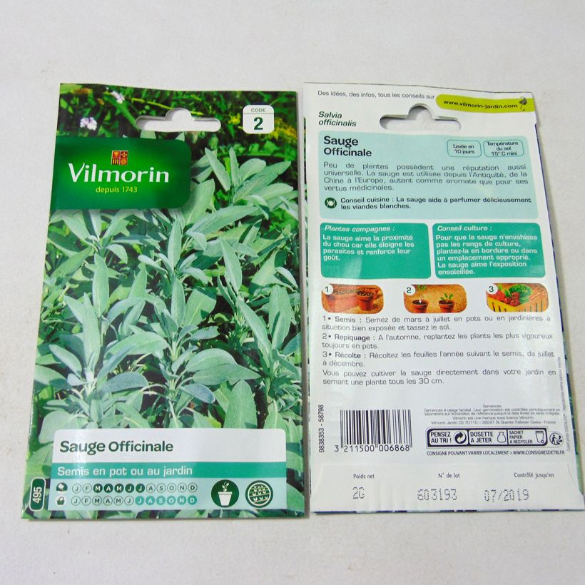 Esempio di esemplare Salvia officinalis - Vilmorin - Salvia comune sacchetto di 500 semi circa (2g) come consegnato