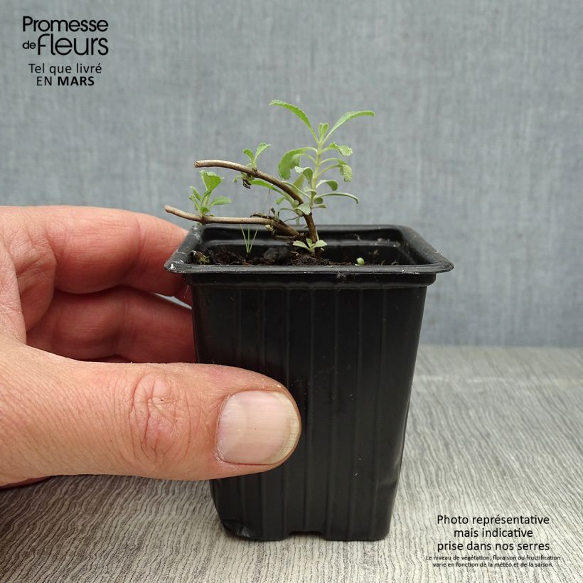 Example of Salvia apiana - Salvia bianca Vasetto da 7/8 cm as you get in printemps