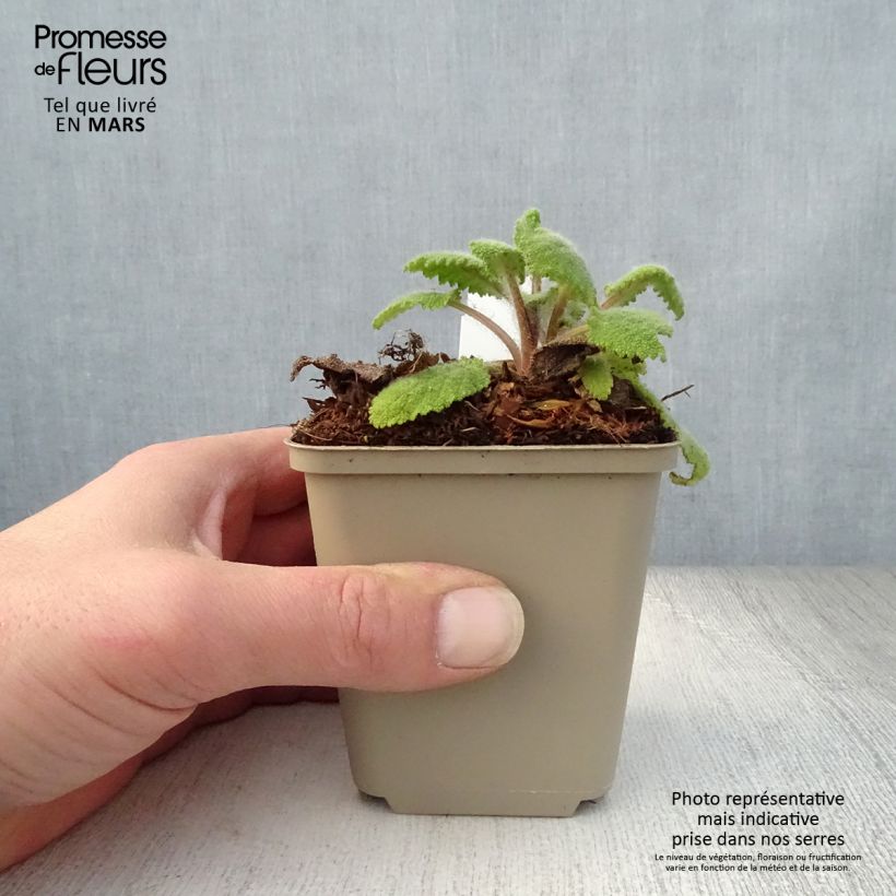 Example of Salvia sclarea Vatican White - Salvia moscatella Vasetto da 8/9 cm as you get in printemps