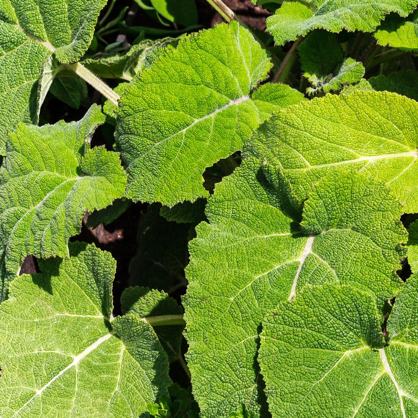 Salvia sclarea - Salvia moscatella (Fogliame)