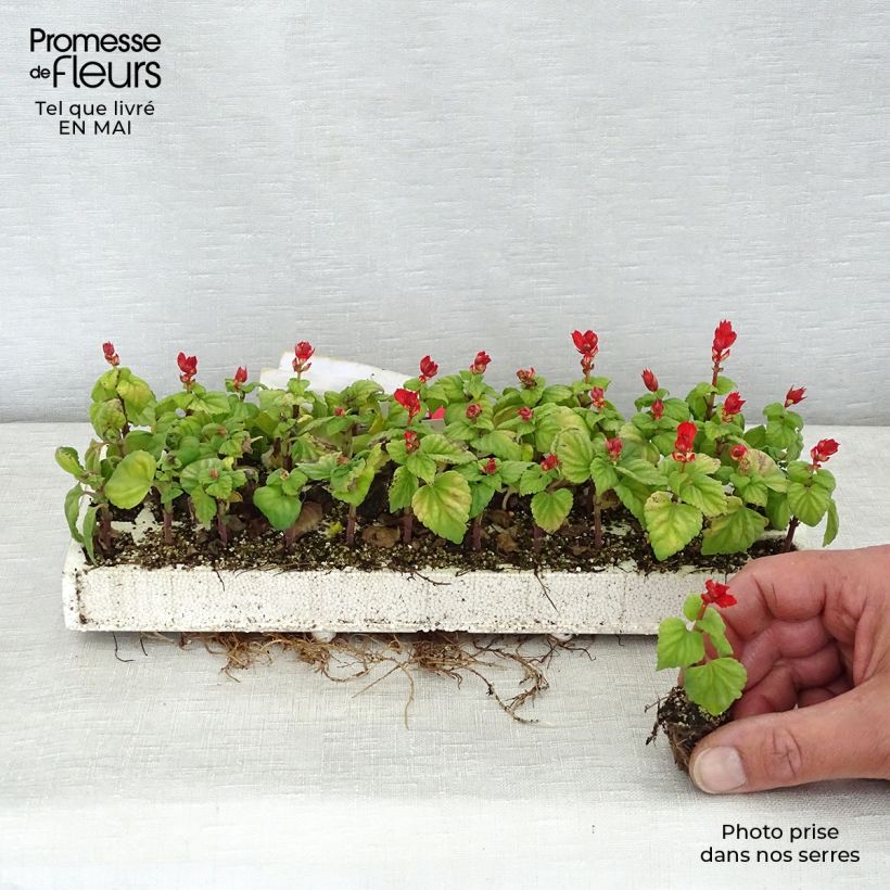 Salvia splendens Carambita - Salvia rossa Mini zolla: zolla da 2,2 cm x 2 cm in vassoio di coltivazione da 35 pezzi esemplare consegnato in primavera