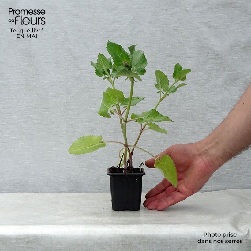 Salvia verticillata Endless Love - Salvia spuria Vasetto da 8/9 cm esemplare consegnato in primavera