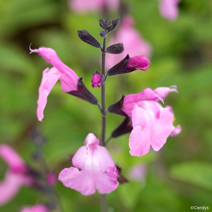 Sauge arbustive Malabar - Salvia jamensis (Fioritura)