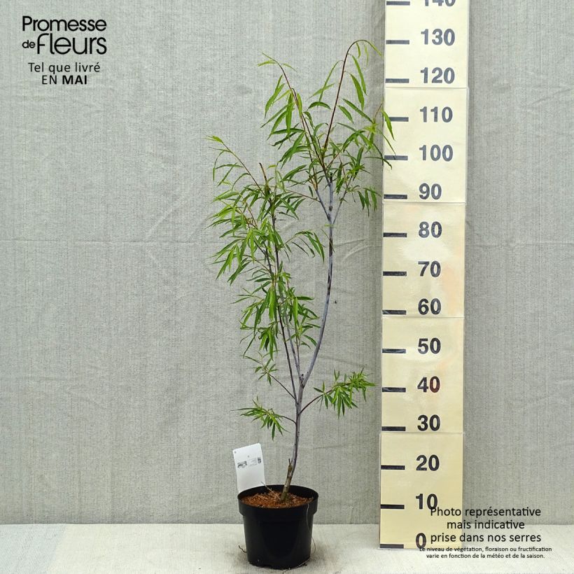 Example of Salix acutifolia Blue Streak Vaso da 3L/4L as you get in printemps