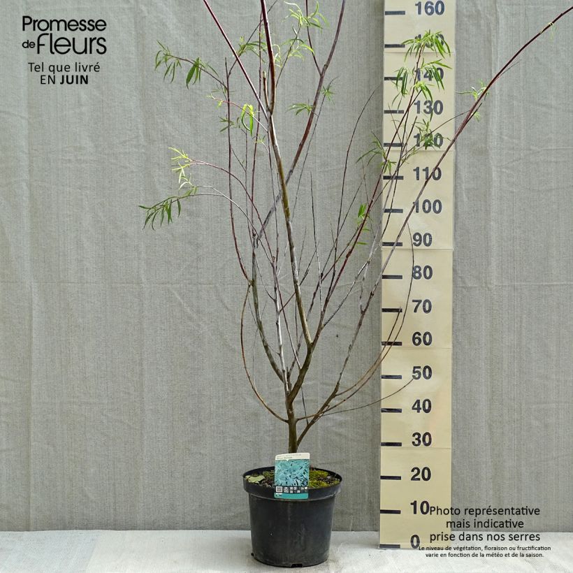 Example of Salix acutifolia Blue Streak Vaso da 7,5L/10L as you get in printemps