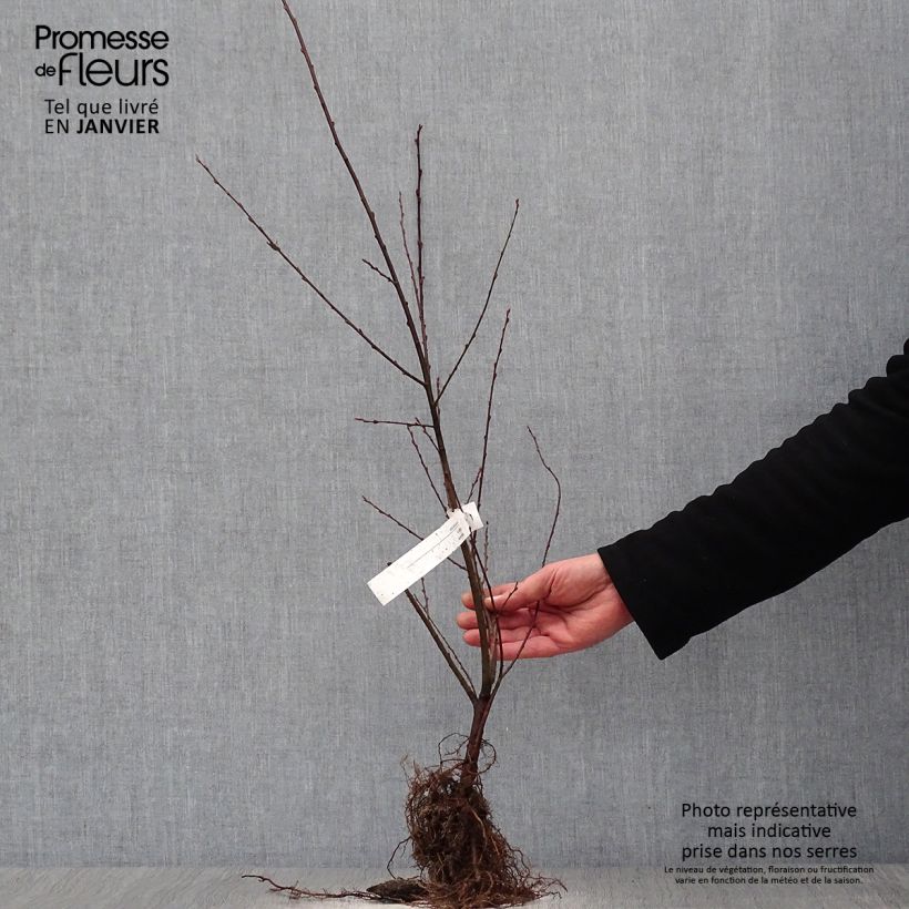 Salix aurita - Salice dorato Piante piccole a radice nuda, A cespuglio esemplare consegnato in inverno