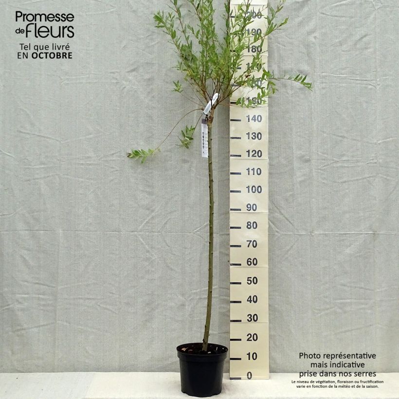Esemplare di Salix integra Hakuro Nishiki Vaso da 7,5L/10L, Vaso impalcato come consegnato in autunno