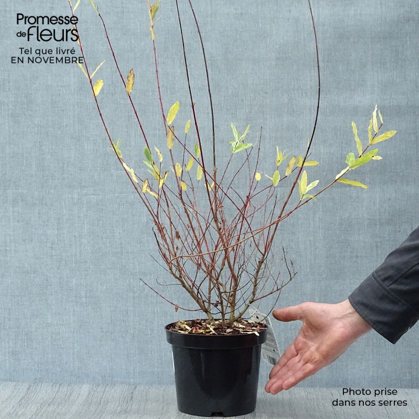 Esemplare di Salix integra Hakuro Nishiki Vaso da 2L/3L, A cespuglio come consegnato in autunno