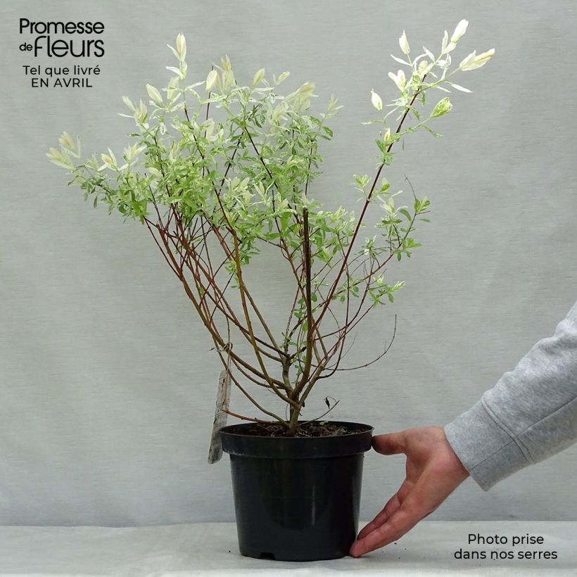 Example of Salix integra Hakuro Nishiki Vaso da 2L/3L, A cespuglio as you get in printemps