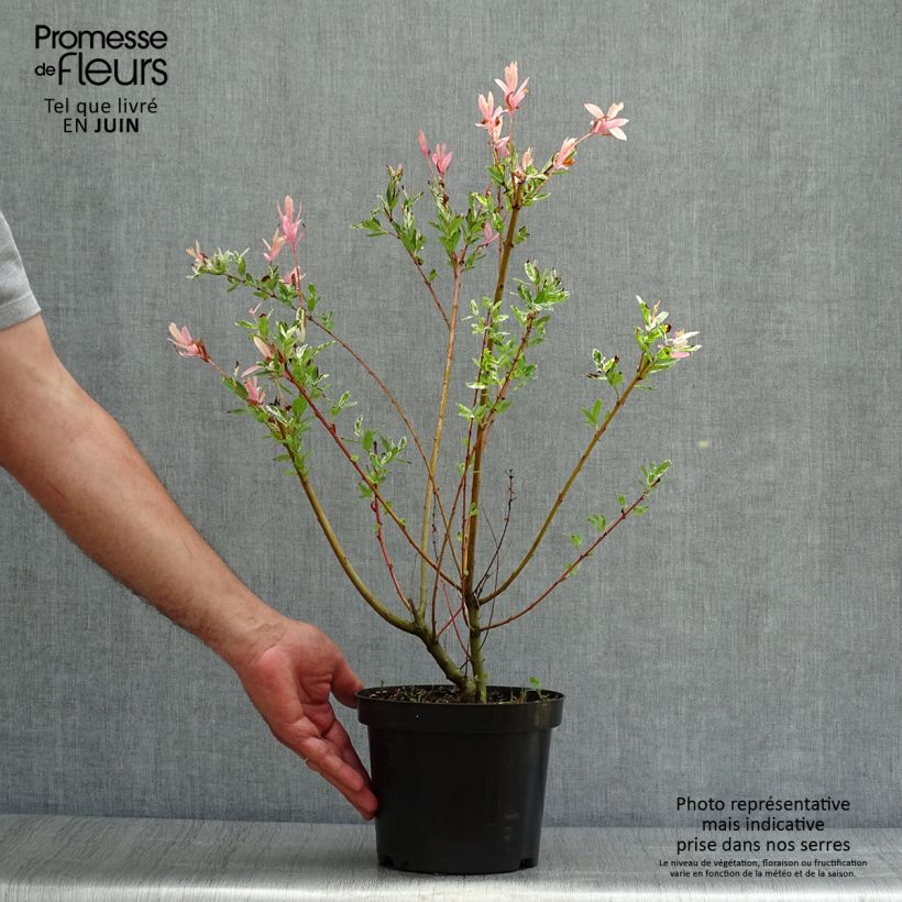 Esemplare di Salix integra Hakuro Nishiki Vaso da 2L/3L, A cespuglio consegnato in estate
