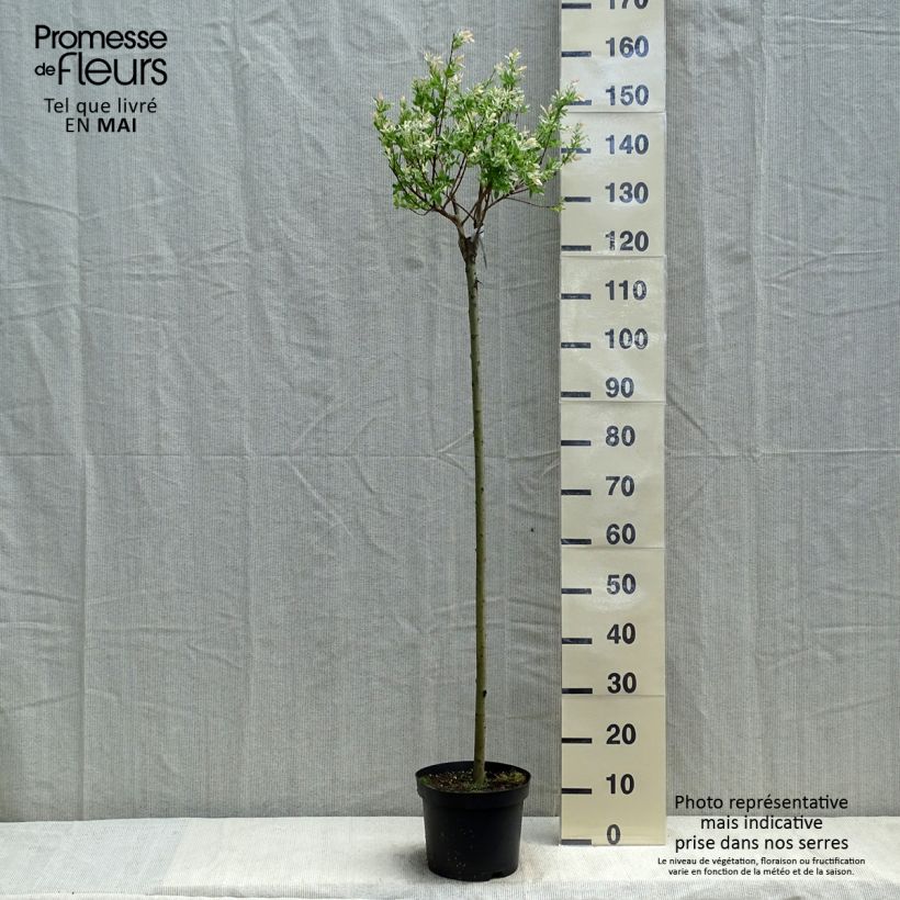 Example of Salix integra Hakuro Nishiki Vaso da 4L/5L, Vaso impalcato as you get in printemps