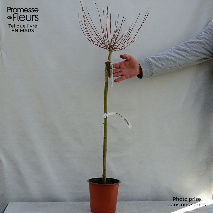 Example of Salix integra Hakuro Nishiki Vaso da 2L/3L, Vaso impalcato as you get in printemps