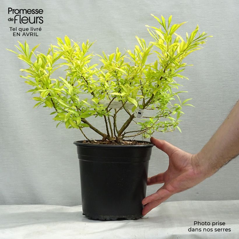 Example of Salix sachalinensis Golden Sunshine - Salice dorato Vaso da 4L/5L as you get in printemps