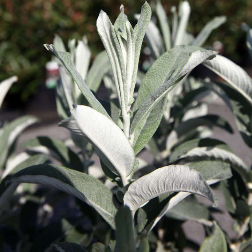 Salix candida Iceberg Alley (Foliage)