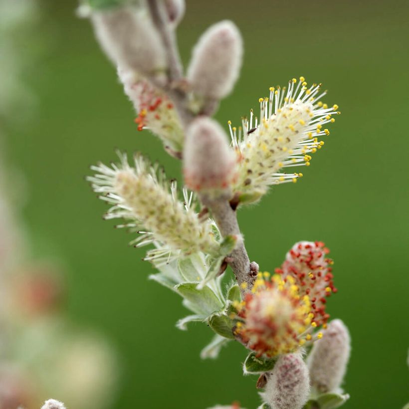 Salix candida Iceberg Alley (Flowering)