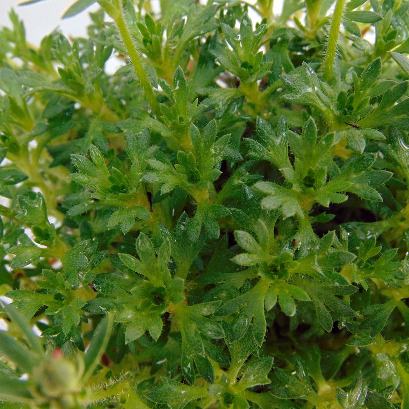 Saxifraga arendsii Adebar - Sassifraga (Foliage)