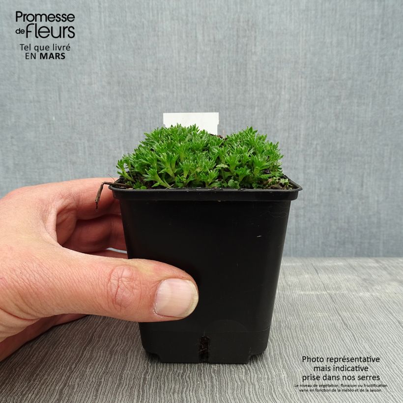 Example of Saxifraga arendsii Compactum - Sassifraga Vasetto da 8/9 cm as you get in printemps