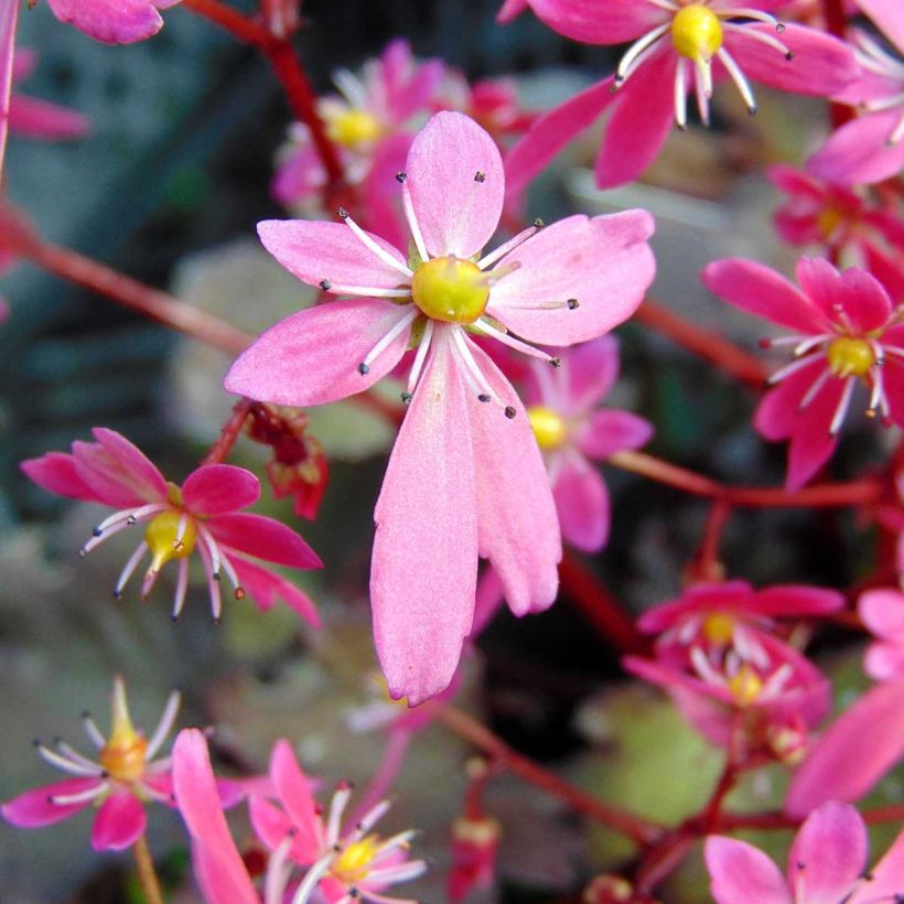 Saxifraga cortusifolia Black Ruby - Sassifraga (Fioritura)