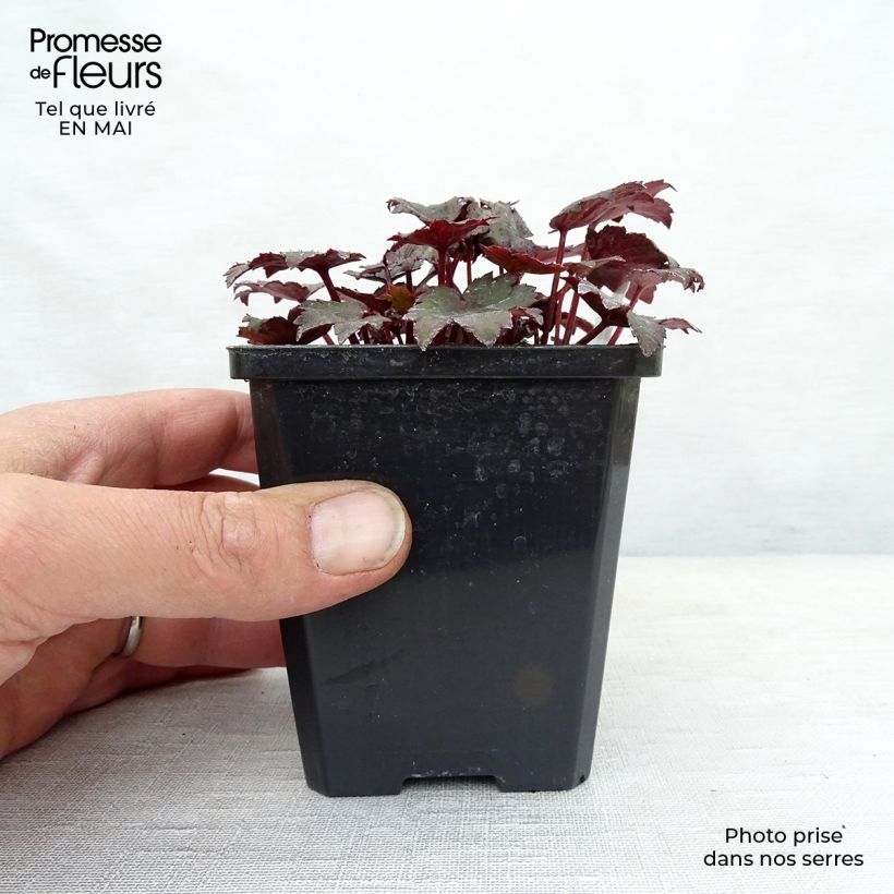 Saxifraga cortusifolia Black Ruby - Sassifraga Vasetto da 8/9 cm esemplare consegnato in primavera