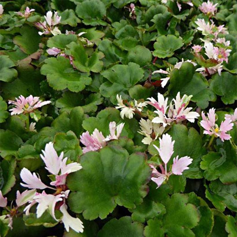 Saxifraga cortusifolia Cheap Confections - Sassifraga (Foliage)