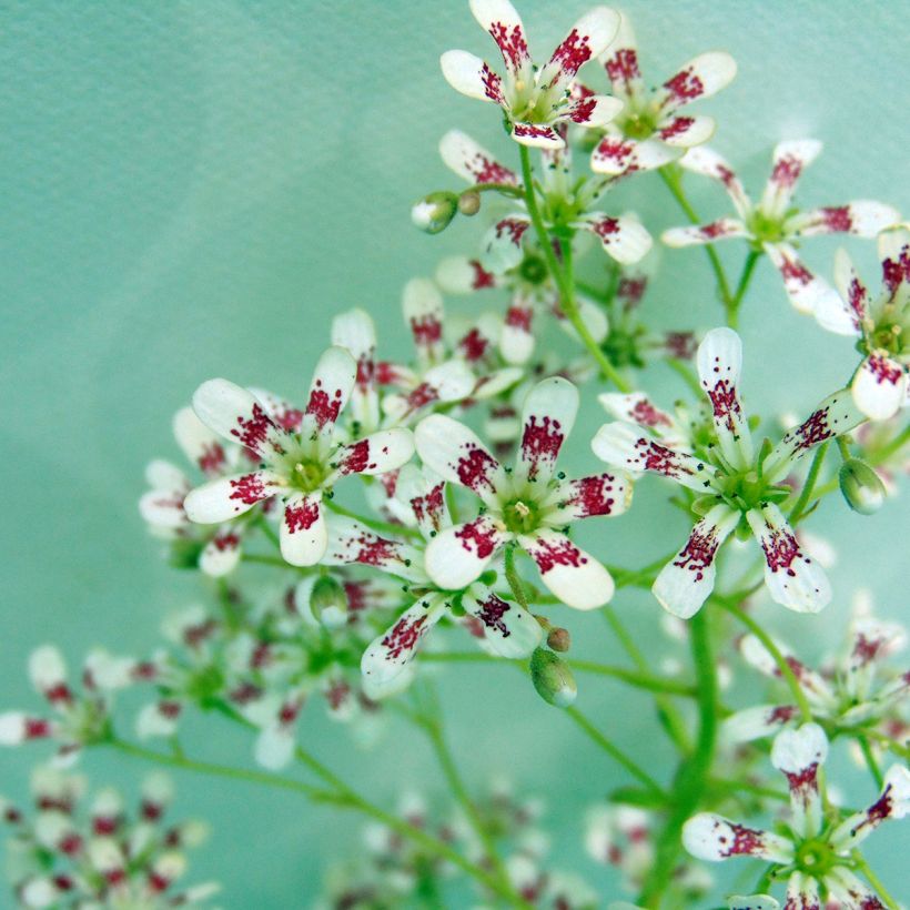 Saxifraga cotyledon Southside Seedling - Sassifraga dei graniti (Fioritura)