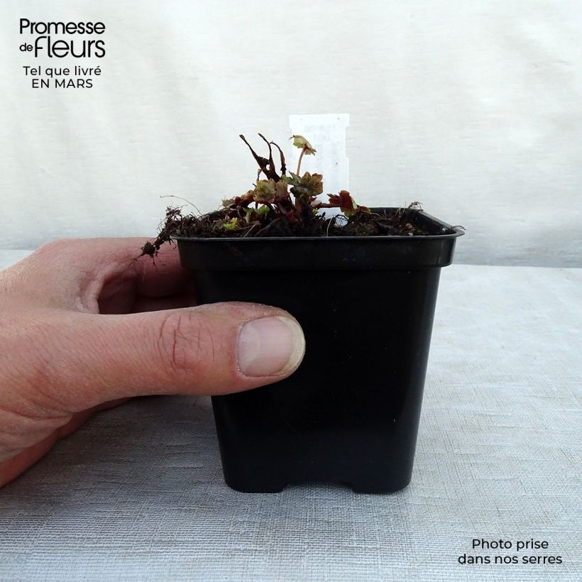 Saxifraga fortunei Gokka - Sassifraga Vasetto da 8/9 cm esemplare consegnato in inverno