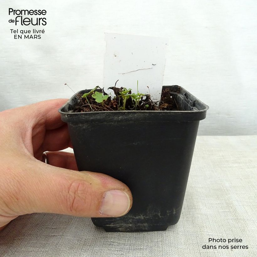 Example of Saxifraga fortunei Sugar Plum Fairy - Sassifraga Vasetto da 8/9 cm as you get in printemps