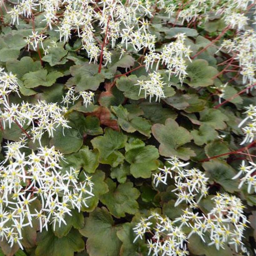 Saxifraga fortunei Wada - Sassifraga (Foliage)